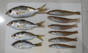 親子でキス釣りデビュー_釣果