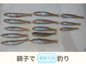 人生初！親子で釣り体験！気になる釣果と感想は・・・？｜キス釣りデビューの件