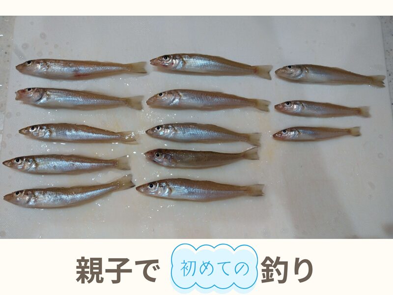 人生初!親子で釣り体験!気になる釣果と感想は・・・?|キス釣りデビューの件
